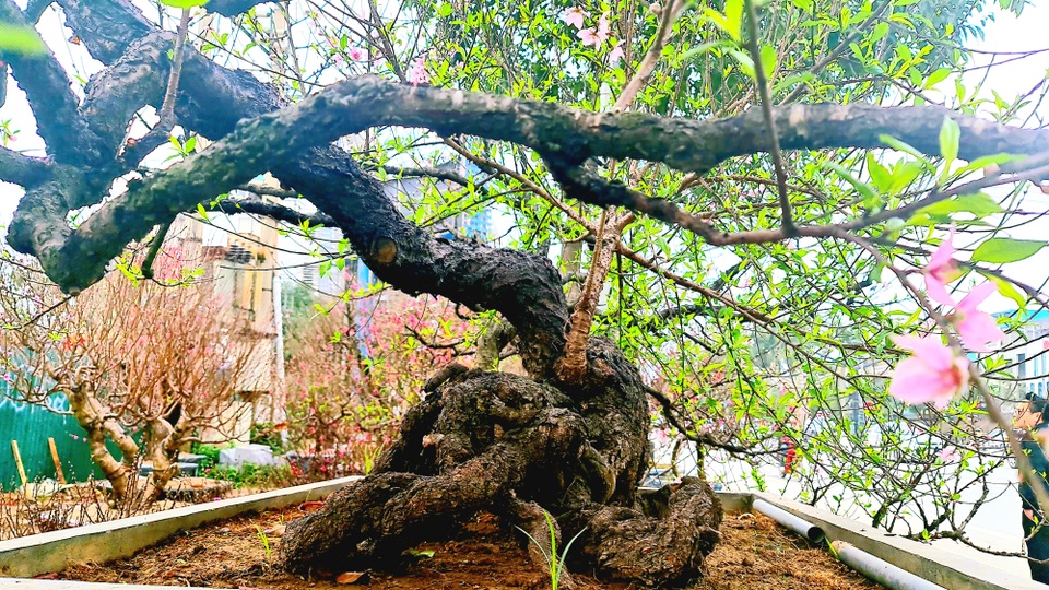 Cây đào phai, thế rồng bay được hét giá 200 triệu đồng - 8 Cây đào phai, thế rồng bay được hét giá 200 triệu đồng - 8