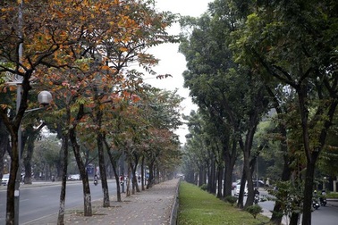 Ngắm Hà Nội đẹp đến nao lòng vào mùa cây thay lá