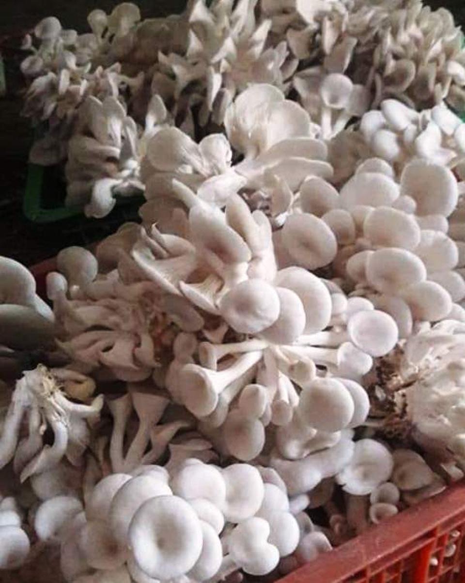 Chàng kỹ sư nông nghiệp làm giàu với mô hình trồng nấm gia trang - 3 Chàng kỹ sư nông nghiệp làm giàu với mô hình trồng nấm gia trang - 3