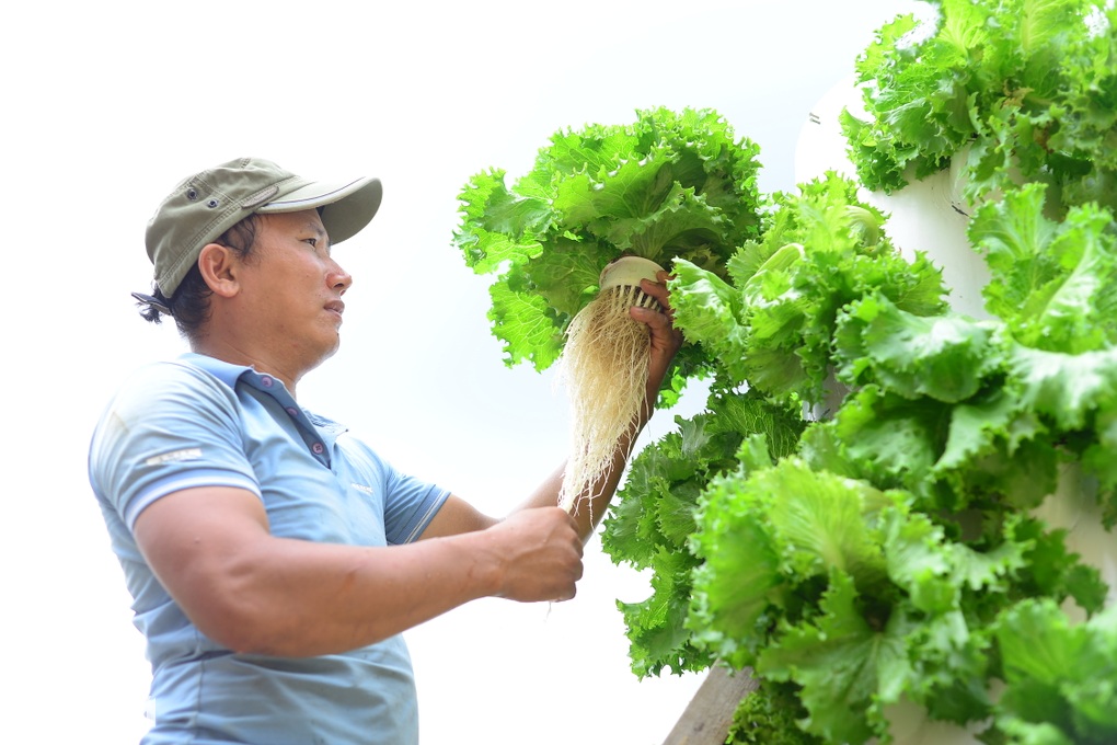 Bắc thang trồng rau, kiếm tiền triệu mỗi ngày - 1 Bắc thang trồng rau, kiếm tiền triệu mỗi ngày - 1