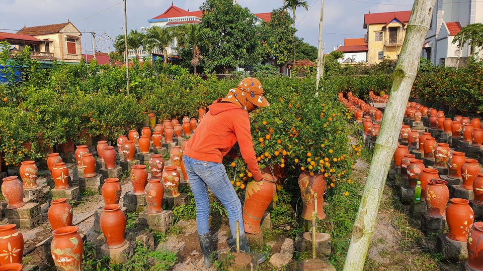 Năm ngoái được giá, năm nay cả làng đua nhau trồng quất lọ - 2 Năm ngoái được giá, năm nay cả làng đua nhau trồng quất lọ - 2