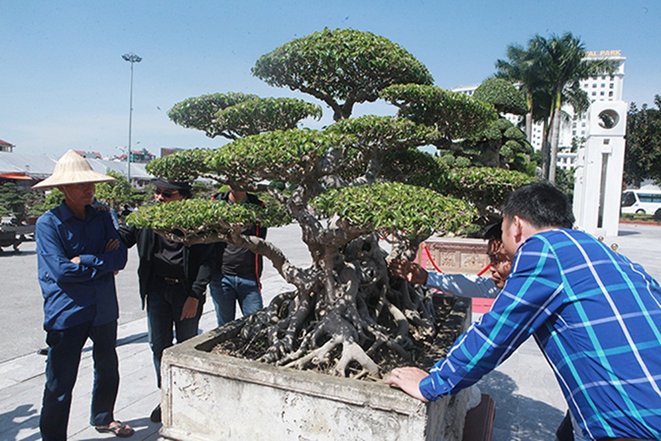 Sanh cổ của đại gia Bắc Ninh, 30 năm trước mua 7 triệu đồng, giờ lên 10 tỷ đồng - 4 Sanh cổ của đại gia Bắc Ninh, 30 năm trước mua 7 triệu đồng, giờ lên 10 tỷ đồng - 4