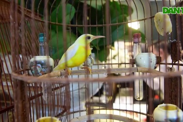 Mãn nhãn với bộ sưu tập chim quý hiếm, giá khủng của vua chim màu Việt