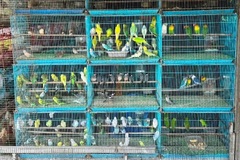 Tạm giữ gần 300 cá thể chim không rõ nguồn gốc ở Tây Ninh