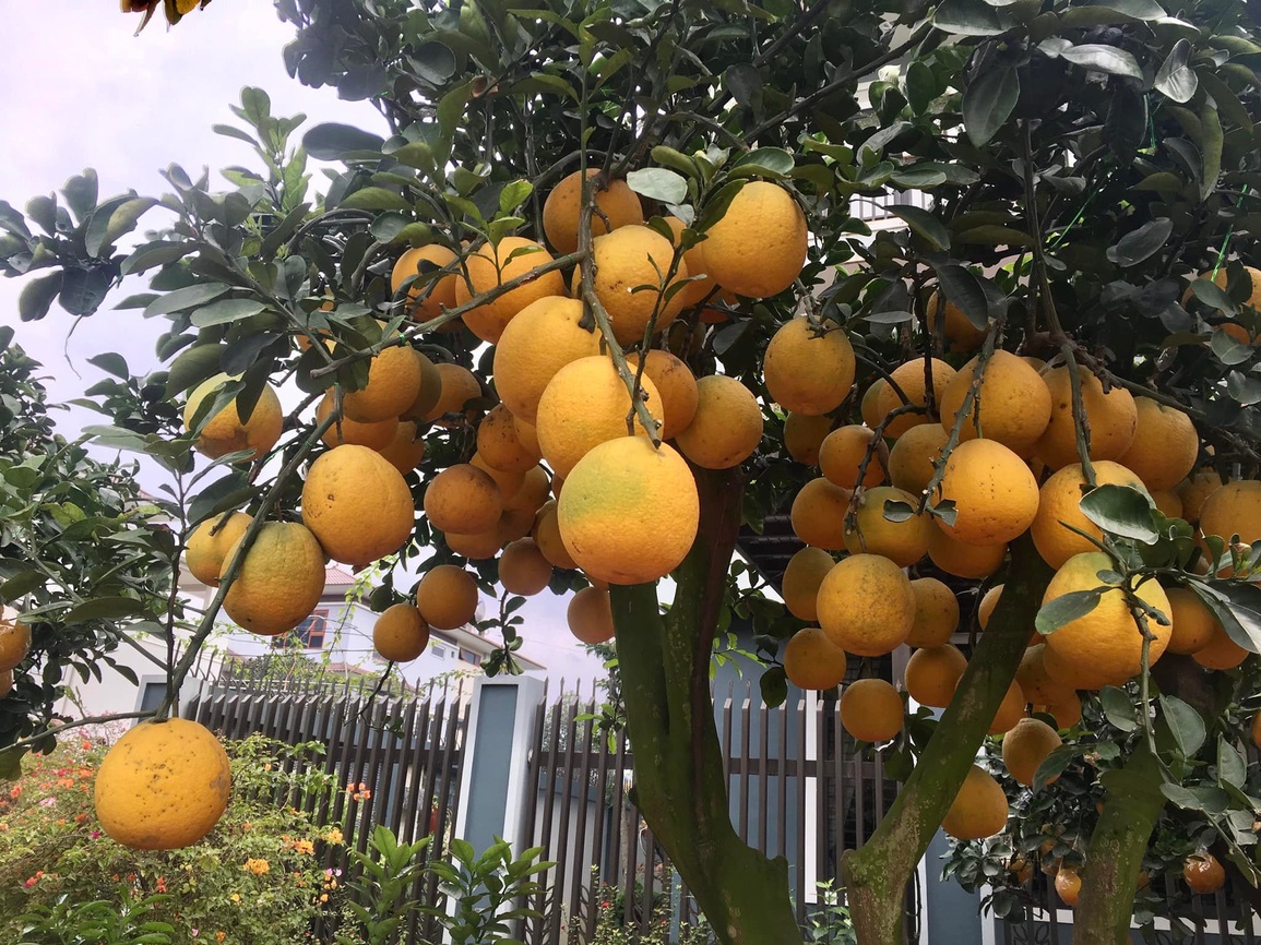Bưởi cảnh lúc lỉu quả, Bưởi cảnh lúc lỉu quả,