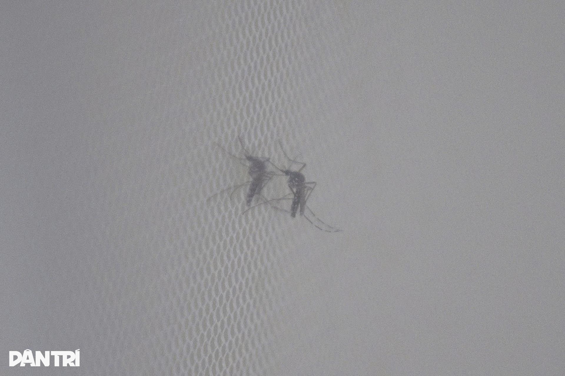 ហាណូយ៖ ចូលដល់កន្លែងចិញ្ចឹមមូសរាប់ពាន់ក្បាល ដើម្បីរកអាវុធការពារជំងឺគ្រុនឈាម - 10 Hà Nội: Vào nơi nuôi hàng nghìn con muỗi tìm vũ khí chặn sốt xuất huyết - 10