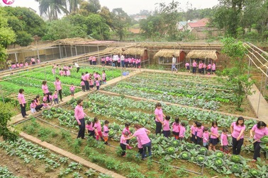 Lo âu lợn nhiễm sán, các trường mầm non đối phó ra sao?