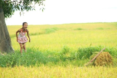 Những “bức tranh” kỳ thú của đồng lúa vàng bên đầm phá xanh biếc