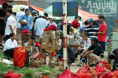 “Chợ chim 373 tỷ đồng” trên những căn nhà bỏ trống 