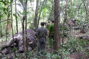 Quần thể voi rừng VQG Yok Đôn sẽ không còn bền vững 