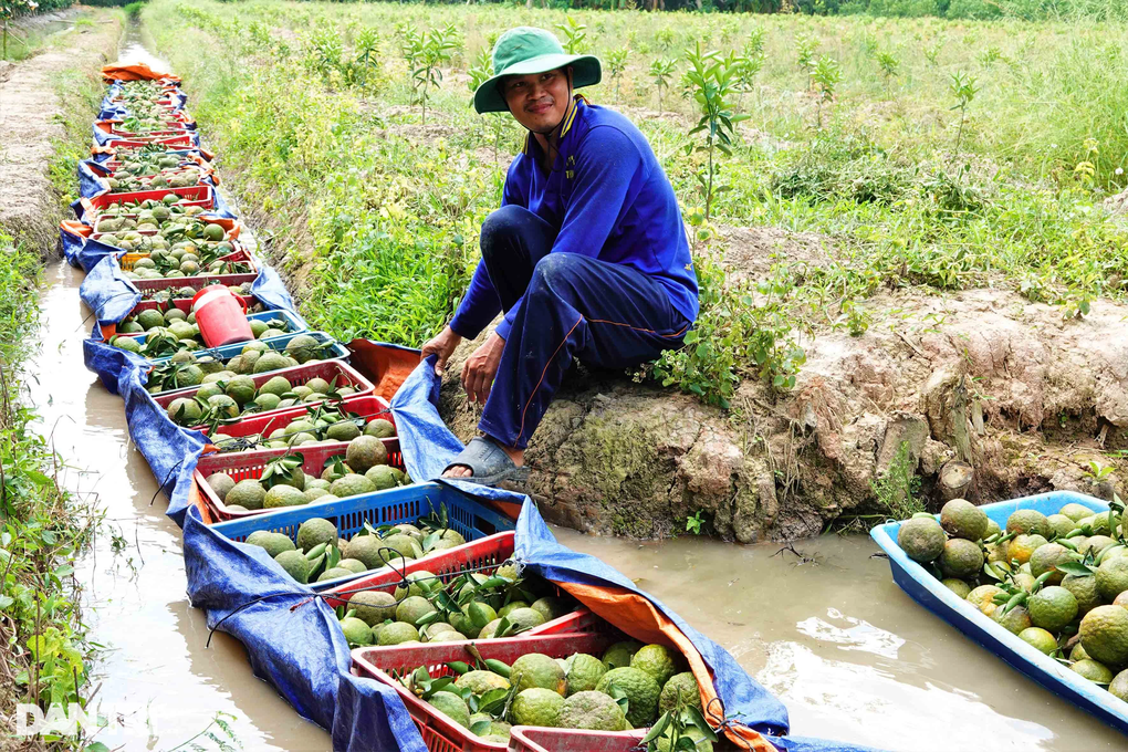 Cam sành tăng giá 10.000 đồng/kg, nông dân miền Tây nín thở chờ - 1 Cam sành tăng giá 10.000 đồng/kg, nông dân miền Tây nín thở chờ - 1