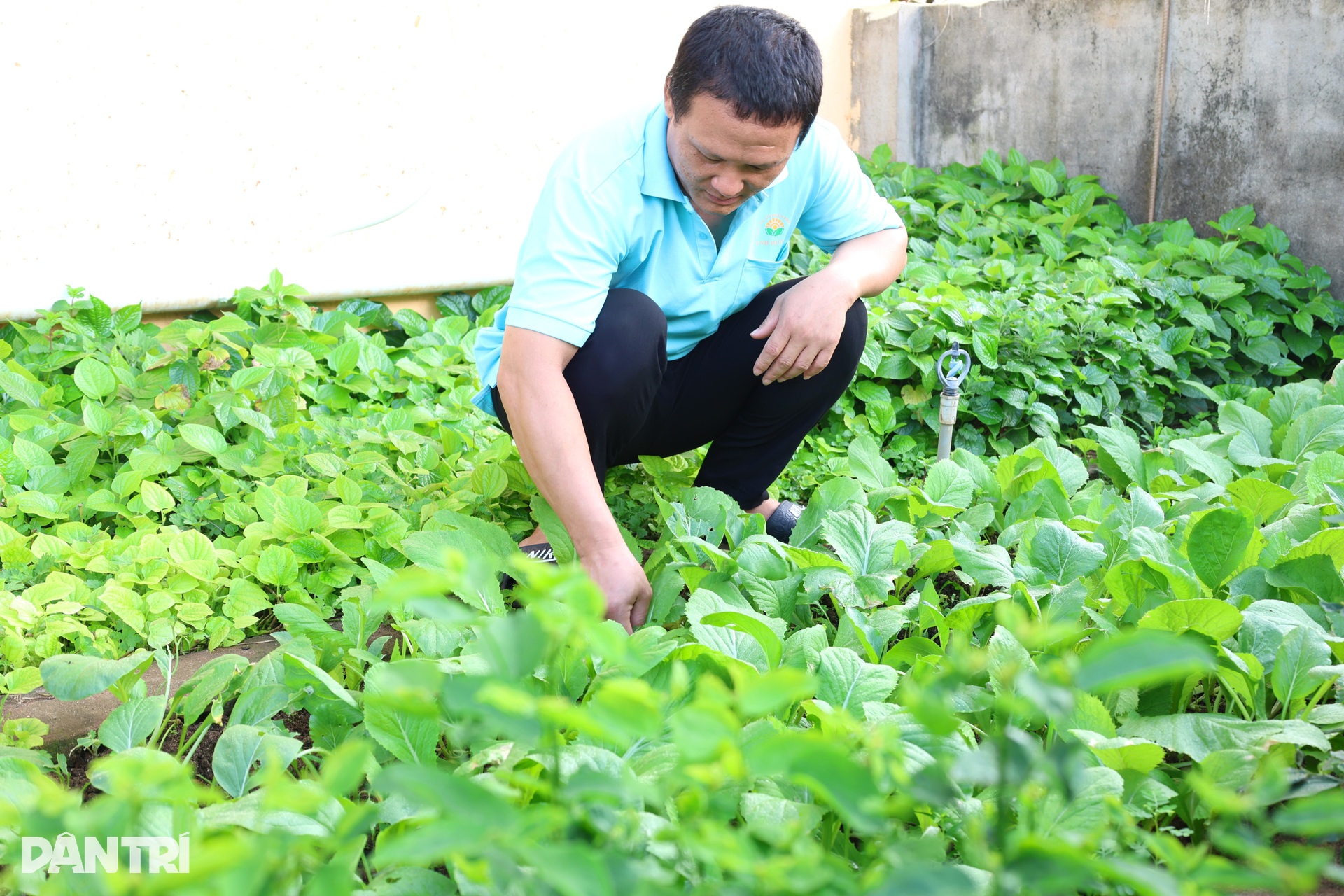 Những luống rau xanh hóa Trường Sa - 6
