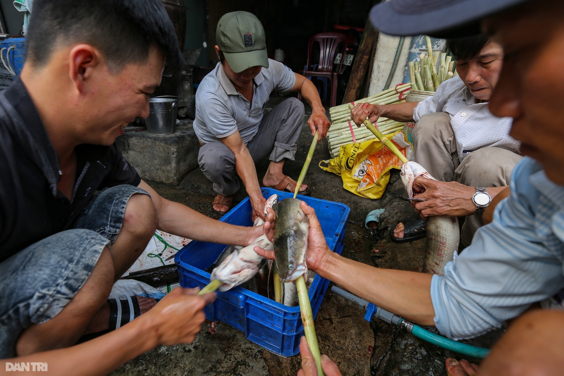 Một gia đình huy động 20 thành viên nướng 5 tấn cá lóc bán dịp vía Thần tài - 4 Một gia đình huy động 20 thành viên nướng 5 tấn cá lóc bán dịp vía Thần tài - 4
