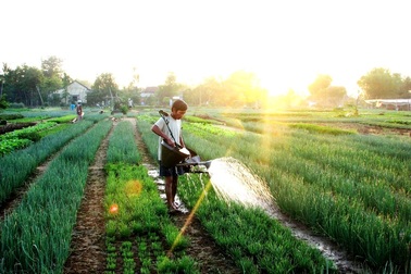 Hội An khai trương điểm tham quan làng rau hơn 400 tuổi vào đầu năm mới
