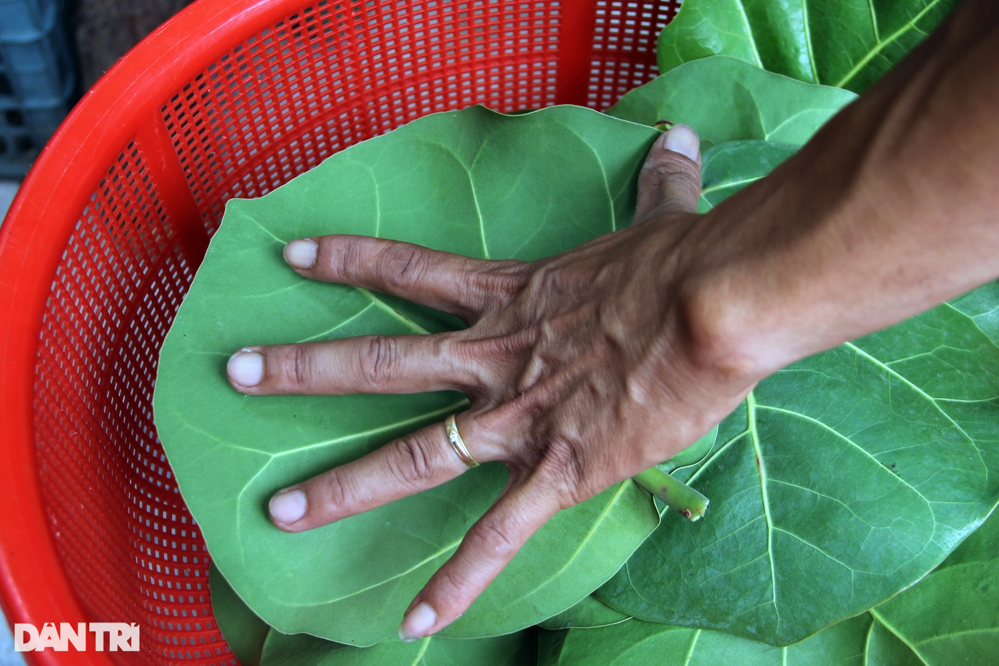 بیرون ملک برآمد شدہ ٹرا پتیوں سے اربوں کی آمدنی ہوتی ہے۔ Lá tra xuất ngoại mang về tiền tỷ - 4