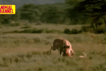 Bị dồn vào "cửa tử", linh dương phát cuồng húc lòi bụng báo săn