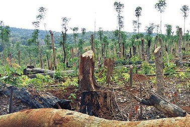 Vì sao nhiều nơi đất rừng vẫn bị tái chiếm?