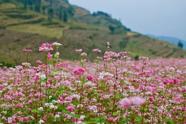 Mùa hoa Tam giác mạch “mời gọi” du khách nơi cao nguyên đá