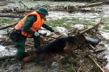 Chó nghiệp vụ tìm kiếm người bị nạn sau trận lũ càn quét Làng Nủ ở Lào Cai