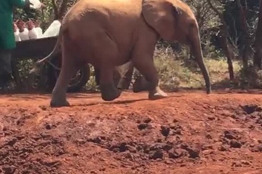 Voi con tự giẫm vào vòi khi đang chạy chơi