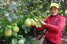 Quả đặc sản mất mùa, rớt giá, nông dân vùng "thập ngũ tiên sa" buồn thiu