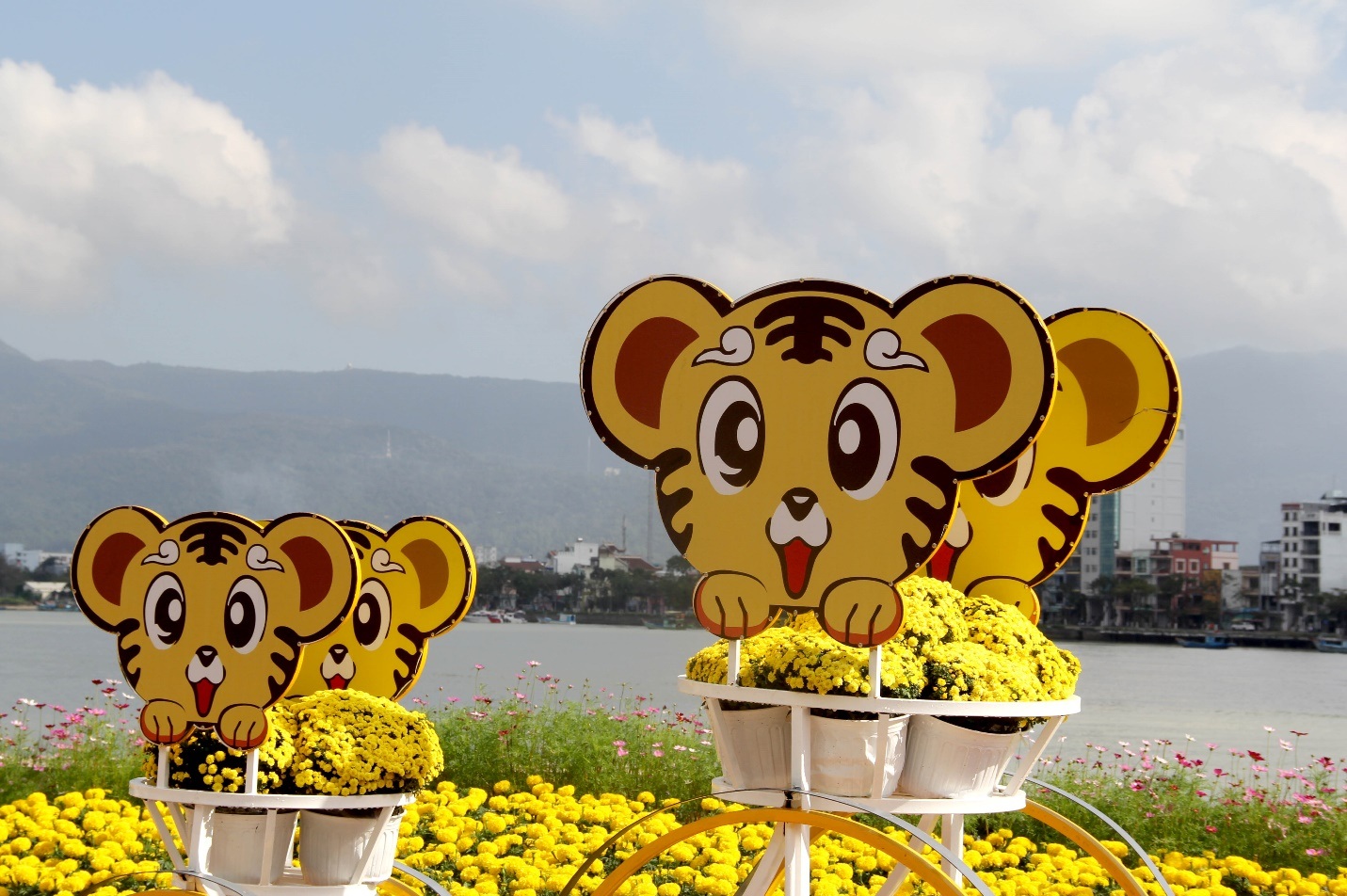 Đàn hổ đủ màu sắc xuống đường hoa Đà Nẵng - 5 Đàn hổ đủ màu sắc xuống đường hoa Đà Nẵng - 5