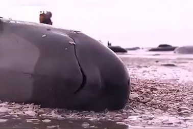 Hơn 400 cá voi mắc cạn bí ẩn tại New Zealand