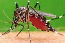 Muỗi đốt truyền bệnh Chikungunya lưu hành tại nhiều địa phương