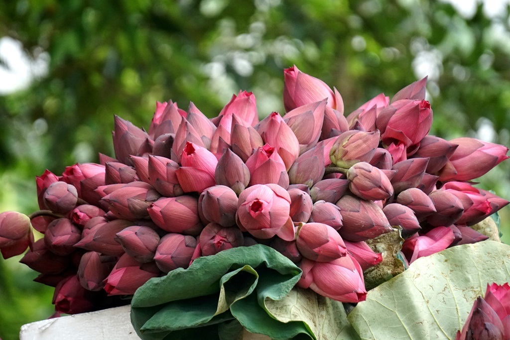 Vợ chồng U60 đút túi hàng chục triệu đồng mỗi vụ nhờ trồng sen - 4 Vợ chồng U60 đút túi hàng chục triệu đồng mỗi vụ nhờ trồng sen - 4