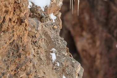 "Bực mình" vì ngồi cả tiếng không thể tìm ra con báo trong bức ảnh này