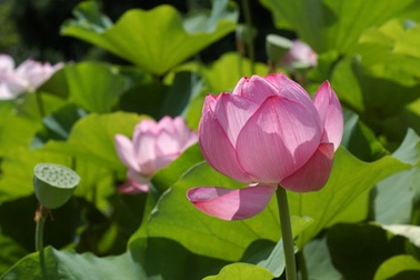 “Tôi bầu chọn hoa sen làm Quốc hoa”