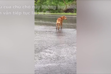 Chó trung thành đi lạc, dầm mưa nhiều ngày liền để chờ chủ đến đón