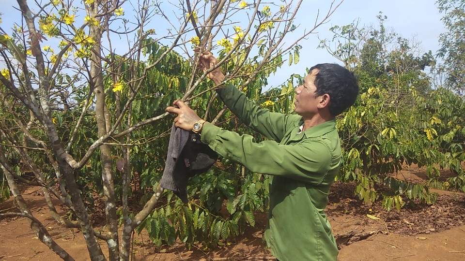 Gia Lai: Cận Tết, người Jrai rộn ràng kiếm tiền từ rừng mai vàng - 10 Gia Lai: Cận Tết, người Jrai rộn ràng kiếm tiền từ rừng mai vàng - 10