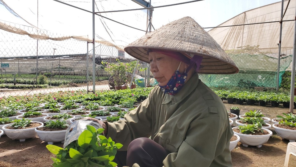 Thủ phủ hoa tất bật vào vụ dịp Tết Nguyên đán - 4 Thủ phủ hoa tất bật vào vụ dịp Tết Nguyên đán - 4
