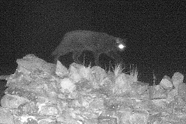 “Quái vật báo đen Cumbria” lần đầu bị bắt gặp bằng camera hồng ngoại