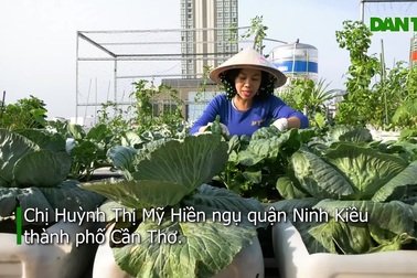 Dưa hấu nằm võng, vườn rau xanh mướt sân thượng của chị Hiền ở Cần Thơ