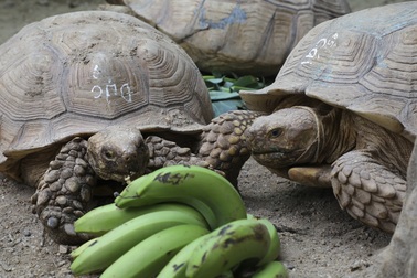 Rùa cạn “khổng lồ” giá vài chục triệu chơi tết Nguyên đán