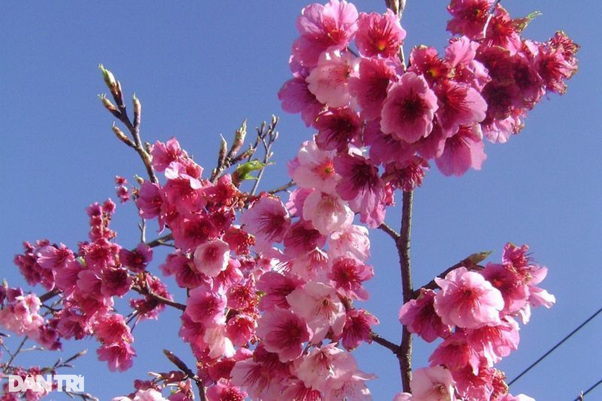 Mai anh đào khoe sắc hồng rực rỡ giữa đồi chè xanh Sa Pa - 6 Mai anh đào khoe sắc hồng rực rỡ giữa đồi chè xanh Sa Pa - 6