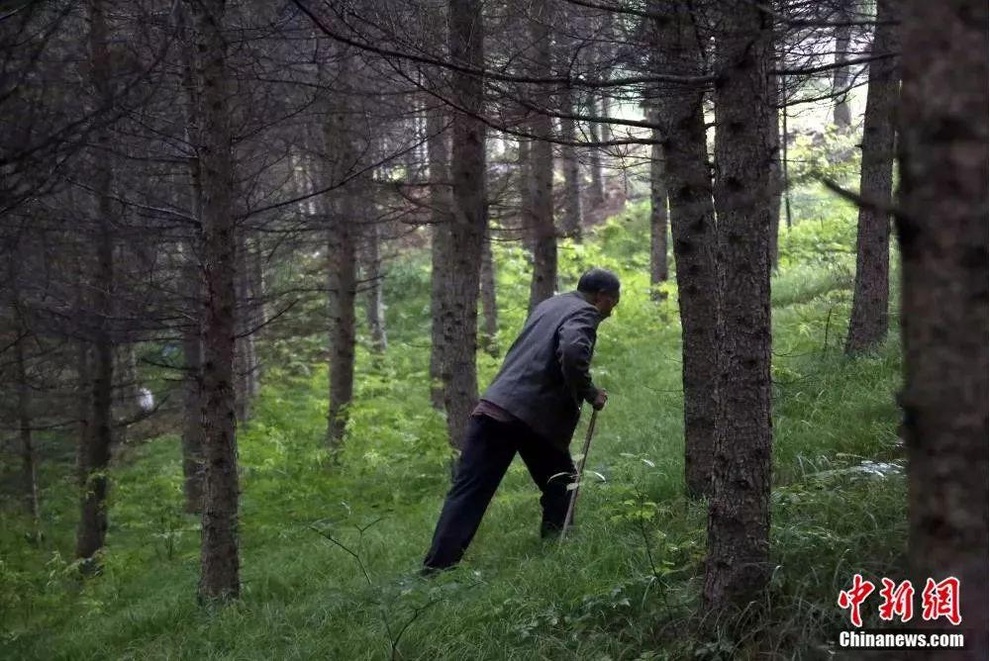 Người đàn ông một chân dành hơn 34 năm leo núi trồng rừng - 2