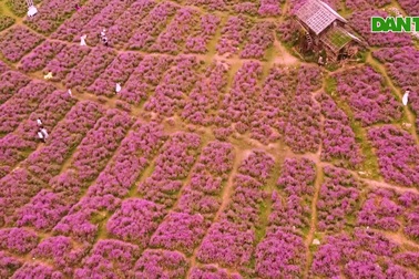 Mê mẩn cánh đồng hoa tím lịm giữa lòng Thủ đô