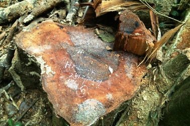 Vụ rừng “đổ máu”: Phát hiện 2 đối tượng phá rừng