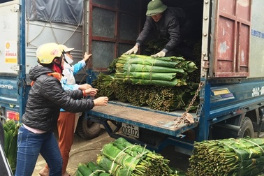 Thanh Hoá: Kiếm tiền triệu từ lá dong rừng