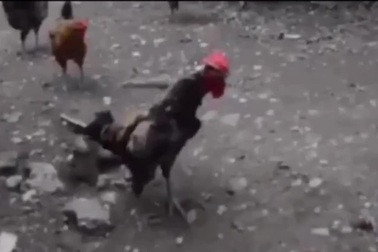 Chết cười chú gà có giọng gáy cực đặc biệt