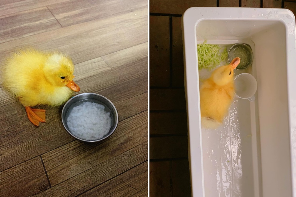 Nhật ký nuôi vịt làm thú cưng trong mùa dịch của gia đình Hà Nội - 3 Nhật ký nuôi vịt làm thú cưng trong mùa dịch của gia đình Hà Nội - 3