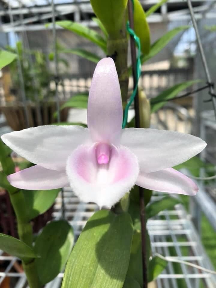 Nghệ nhân hoa lan chia sẻ bí quyết chăm sóc lan khi ra hoa - 4