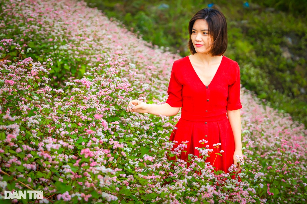 Hoa tam giác mạch nở rộ, du khách khắp nơi đổ về Hà Giang check-in - 10 Hoa tam giác mạch nở rộ, du khách khắp nơi đổ về Hà Giang check-in - 10