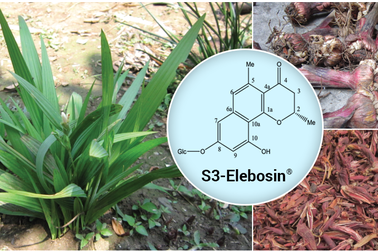 Thành tựu khoa học Việt Nam: Phát hiện hoạt chất mới từ Sâm đại hành giúp đẩy lùi các bệnh Viêm đường hô hấp