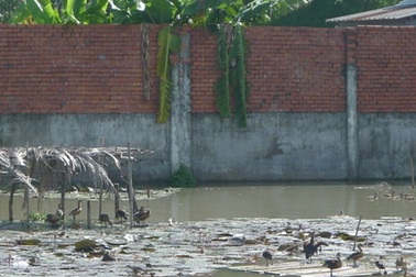 Thành tỷ phú nhờ nuôi le le giữa thành phố