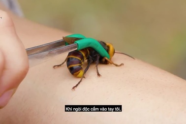 "Nghịch dại" thử để ong bắp cày đốt, anh chàng lăn lộn đau đớn cạch tới già