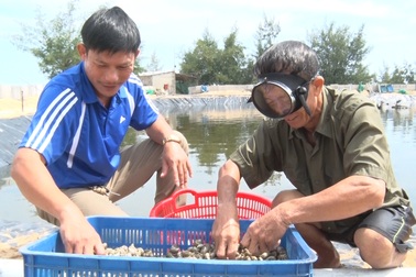 Anh nông dân Quảng Bình thu lãi 1,5 tỷ đồng mỗi năm nhờ nuôi ốc hương